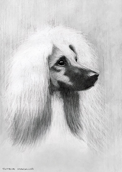 Afghan Dog Sketch