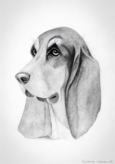 Basset Hound Sketch