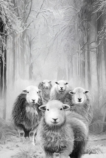 Herdwick Sheep