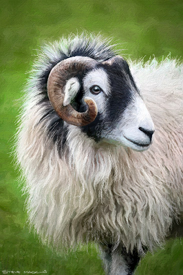 Blackfaced Sheep