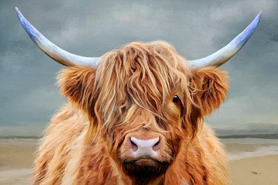 Highland Cow