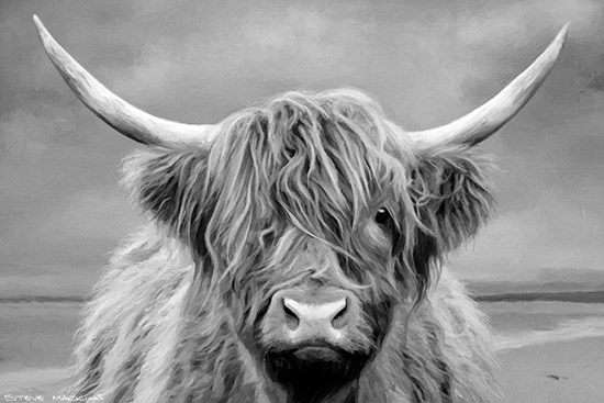 Highland Cow (mono)