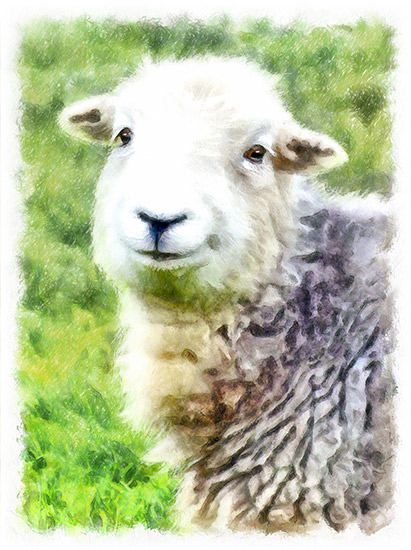 - Herdwick Sheep Art - Lake District Herdwick Sheep, Wildlife & Landscape Prints
