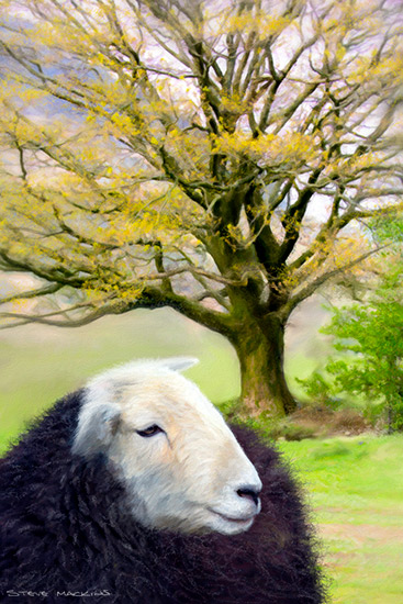 - Herdwick Sheep Art - Art Prints