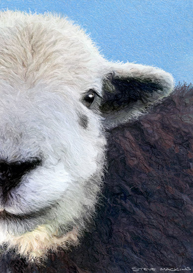 - Herdwick Sheep Art - Art Prints