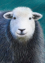 #Herdwick Sheep Art Prints #Herdy #Herdwick Tups #Lake District Artist #Lakeland Art Studio #Acrylic Art Prints #Aluminium Art Prints #Canvas Art Prints #Artwork #Herdy Artwork Prints #Contemporary Prints #Lakeland Office Artwork #Lake district Wall Art #Hotel Wall Art #Matt Art Prints #UK Art Prints #Canvas Art Prints #Cumbria Art Prints #Prints of Oil Paintings #Prints of Oil Pastel Artworks #Wall Art #Modern Wall Decor #Artist Cumbria #Gallery Wall Prints #Living Room Wall Art #Vintage Art Prints #Cool Wall Art #Luxury Art Prints #Unique Art Prints #Nature Art Prints #High Resolution Prints #Premium Art Prints #Lake District #Hotel Art Prints #Hospitality Art Prints #British Artwork Prints