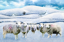 #Herdwick Sheep Art Prints #Herdwick Tups #Herdwick Ewes #Art Prints #Canvas Art Prints #Artwork #Herdwick Sheep Art #Lake District #Lakeland Office Artwork #Lake district Wall Art #Hotel Wall Art #Matt Art Prints #UK Art Prints #Big Art Prints #Lake District Art Prints #Cumbria Art Prints #Prints of Oil Pastel Artworks #Air B&B Art Prints #Modern Wall Decor #Contemporary Art Prints #Artist Cumbria #Living Room Wall Art #Bedroom Wall Decor #Landscape Wall Art #Custom Art Prints #Fine Quality Prints #Wall Art Decor #Statement Wall Art #Artwork #Office Art #Photopaper Art Prints #British Artwork Prints