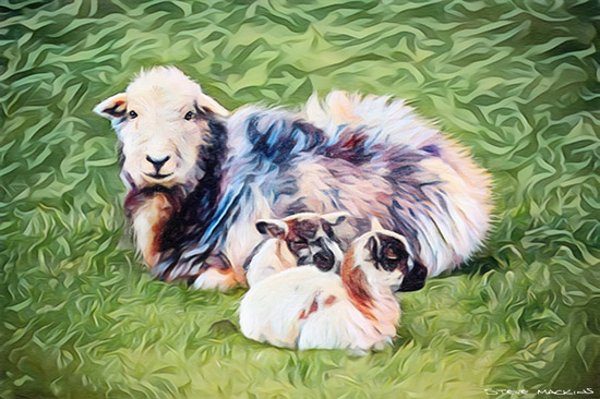 - Herdwick Sheep Art - Art Prints