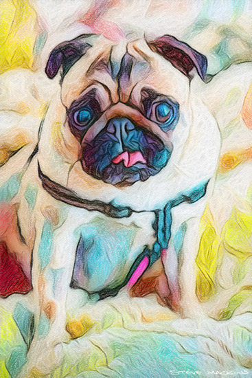 Pug