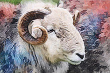 #Herdwick Sheep Art Prints #Herdy #Herdwick Tups #Art #Lakeland Art Studio #Art Prints #Aluminium Art Prints #Glossy Art Prints #Artwork #Contemporary Prints #Herdwick Sheep Art #Office Art #Lake District #Lakeland Office Artwork #Lake district Wall Art #Hotel Wall Art #UK Art Prints #Big Art Prints #Lake District Art Prints #Cumbria Art Prints #Prints of Pencil Drawings #Fine Art Prints #Modern Wall Decor #Minimalist Wall Art #Contemporary Art Prints #Office Wall Decor #Living Room Wall Art #Cool Wall Art #Unique Art Prints #B&B Art Prints #High Resolution Prints #Artistic Prints #Lakeland #Cumbrian Artist #Giclee Prints #Lake District Business Art Prints #Box Canvas Art Prints #Cumbria Art Prints #Photopaper Art Prints #British Artwork Prints