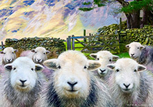 Elterwater Langdale Herdwick Flock | Elterwater Langdale Herdwick flock ,Art, Artwork, Art Print, Wall Art, Landscape Art, Wildlife Art Elterwater Langdale Herdwick flock ,Art, Artwork, Art Print, Wall Art, Landscape Art, Wildlife Art