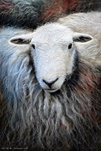 #Herdwick Sheep Art Prints #Herdwick Sheep #Wall Art Prints #Aluminium Art Prints #Canvas Art Prints #Glossy Art Prints #Herdy Artwork Prints #Herdwick Sheep Art #Office Art #Lakeland #Lake District #UK Art Prints #Big Art Prints #Lake District Art Prints #Canvas Art Prints #Cumbria Art Prints #Art Prints #Framed Art Prints #Digital Art #Gallery Wall Prints #Bedroom Wall Decor #Vintage Art Prints #Custom Art Prints #Large Wall Art Prints #B&B Art Prints #Wall Art Decor #Wildlife Art #Artwork #Large Wall Art Prints #Box Canvas Art Prints #Cumbria Art Prints #British Artwork Prints