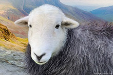 #Herdwick Sheep Art Prints #Herdwick Sheep #Herdwick Tups #Herdwick Ewes #Art #Lakeland Art Studio #Art Prints #Wall Art Prints #Acrylic Art Prints #Canvas Art Prints #Glossy Art Prints #Herdy Artwork Prints #Contemporary Prints #Herdwick Sheep Art #Lakeland #Lake District #Lakeland Office Artwork #UK Art Prints #Big Art Prints #Lake District Art Prints #Canvas Art Prints #Art Prints #Prints of Oil Paintings #Fine Art Prints #Modern Wall Decor #Minimalist Wall Art #Artist Cumbria #Office Wall Decor #Aesthetic Art Prints #Black And White Prints #Botanical Art Prints #Large Wall Art Prints #Decorative Wall Art #Unique Art Prints #Nature Art Prints #Floral Wall Art #Typography Art Prints #B&B Art Prints #High Resolution Prints #Giclee Prints #Box Canvas Art Prints #British Artwork Prints