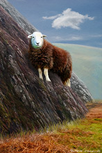#Herdwick Sheep Art Prints #Herdwick Sheep #Herdwick Ewes #Art #Lakeland Art Studio #Art Prints #Wall Art Prints #Contemporary Prints #Herdwick Sheep Art #Lakeland #Lake District #Lakeland Office Artwork #Hotel Wall Art #Matt Art Prints #UK Art Prints #Big Art Prints #Lake District Art Prints #Canvas Art Prints #Cumbria Art Prints #Prints of Oil Paintings #Prints of Acrylic Paintings #Prints of Oil Pastel Artworks #Wall Art #Air B&B Art Prints #Canvas Art Prints #Large Wall Art #Living Room Wall Art #Bedroom Wall Decor #Black And White Prints #Botanical Art Prints #Landscape Wall Art #Decorative Wall Art #B&B Art Prints #Wall Art Decor #Wildlife Art #Artwork #Lake District Art Pictures #Hotel Wall Art #Box Canvas Art Prints #British Artwork Prints