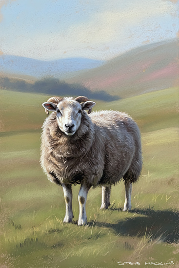 Lakeland Sheep