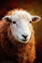 #Herdwick Sheep Art Prints #Herdy #Herdwick Tups #Herdwick Ewes #Art #Lake District Artist #Acrylic Art Prints #Aluminium Art Prints #Contemporary Prints #Herdwick Sheep Art #Office Art #Lakeland #Lake district Wall Art #UK Art Prints #Lake District Art Prints #Cumbria Art Prints #Wall Art #Fine Art Prints #Framed Art Prints #Gallery Wall Prints #Living Room Wall Art #Bedroom Wall Decor #Colourful Wall Art #Black And White Prints #Luxury Art Prints #Unique Art Prints #Unique Art Prints #Floral Wall Art #Wildlife Art #Office Art #Bed And Breakfast Art Prints #Large Wall Art Prints #Photopaper Art Prints #British Artwork Prints