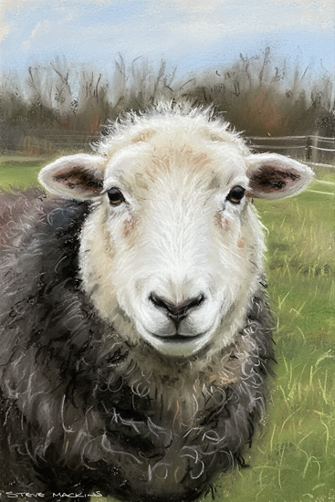 Herdwick Sheep
