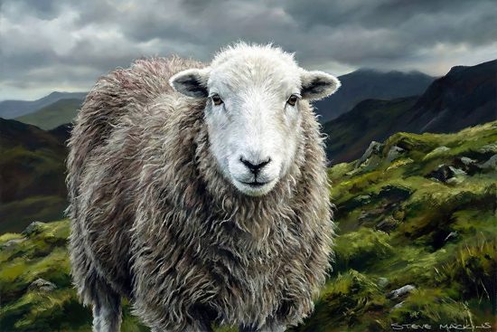 Lakeland Fells Herdwick Sheep