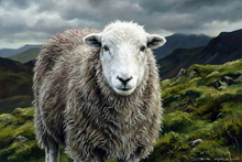 #Herdwick Sheep Art Prints #Herdwick Ewes #Art #Lake District Artist #Lakeland Art Studio #Art Prints #Aluminium Art Prints #Contemporary Prints #Lakeland #Lake District #Lakeland Office Artwork #Hotel Wall Art #Matt Art Prints #UK Art Prints #Big Art Prints #Lake District Art Prints #Cumbria Art Prints #Fine Art Prints #Canvas Art Prints #Framed Art Prints #Abstract Art Prints #Minimalist Wall Art #Digital Art #Living Room Wall Art #Aesthetic Art Prints #Colourful Wall Art #Landscape Wall Art #Nature Art Prints #Statement Wall Art #High Resolution Prints #Lakeland Office Artwork #Hotel Art Prints #Giclee Prints #Photopaper Art Prints #British Artwork Prints