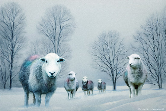 - Herdwick Sheep Art - Art Prints