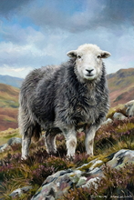 #Herdwick Sheep Art Prints #Herdy #Herdwick Sheep #Herdwick Tups #Herdwick Ewes #Lake District Artist #Lakeland Art Studio #Acrylic Art Prints #Canvas Art Prints #Glossy Art Prints #Artwork #Herdy Artwork Prints #Contemporary Prints #Herdwick Sheep Art #Office Art #Lake District #Lake district Wall Art #UK Art Prints #Big Art Prints #Lake District Art Prints #Cumbria Art Prints #Modern Wall Decor #Contemporary Art Prints #Digital Art #Landscape Wall Art #Custom Art Prints #Large Wall Art Prints #Fine Quality Prints #Decorative Wall Art #Nature Art Prints #Wall Art Decor #Premium Art Prints #Wildlife Art #Office Art #Lake District #Lake District Art Pictures #Giclee Prints #British Artwork Prints