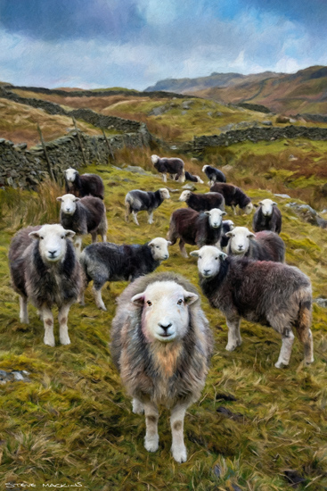 Herdwick Sheep