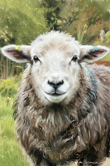 Herdwick Sheep