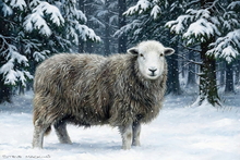 #Herdwick Sheep Art Prints #Herdy #Herdwick Tups #Herdwick Ewes #Lake District Artist #Lakeland Art Studio #Art Prints #Wall Art Prints #Acrylic Art Prints #Aluminium Art Prints #Glossy Art Prints #Artwork #Herdy Artwork Prints #Office Art #Lakeland #Lake District #Lakeland Office Artwork #Lake district Wall Art #Matt Art Prints #Big Art Prints #Cumbria Art Prints #Prints of Pencil Drawings #Prints of Oil Pastel Artworks #Framed Art Prints #Contemporary Art Prints #Large Wall Art #Bedroom Wall Decor #Black And White Prints #Botanical Art Prints #Landscape Wall Art #Large Wall Art Prints #Fine Quality Prints #Unique Art Prints #Typography Art Prints #Artwork #Bed And Breakfast Art Prints #Lake District Wildlife #Large Wall Art Prints #Giclee Prints #Cumbria Art Prints #British Artwork Print