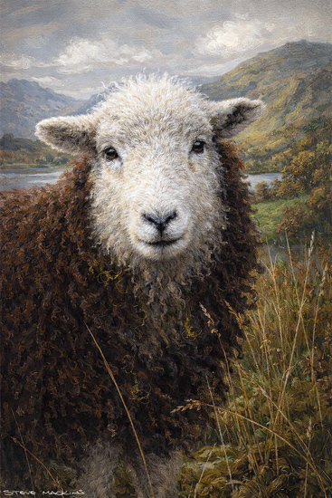Herdwick Sheep