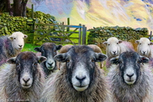 #Herdwick Sheep Art Prints #Herdy #Herdwick Ewes #Lakeland Art Studio #Acrylic Art Prints #Aluminium Art Prints #Canvas Art Prints #Glossy Art Prints #Herdy Artwork Prints #Herdwick Sheep Art #Office Art #Lakeland #Lake District #Lakeland Office Artwork #Matt Art Prints #Big Art Prints #Canvas Art Prints #Prints of Pencil Drawings #Prints of Acrylic Paintings #Fine Art Prints #Canvas Art Prints #Modern Wall Decor #Abstract Art Prints #Minimalist Wall Art #Digital Art #Bedroom Wall Decor #Custom Art Prints #Large Wall Art Prints #Statement Wall Art #High Resolution Prints #Bed And Breakfast Art Prints #Large Wall Art Prints #Lake District Business Art Prints #British Artwork Prints