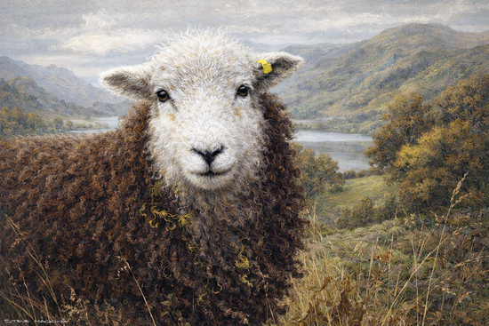 Herdwick Sheep