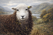 #Herdwick Sheep Art Prints #Herdwick Sheep #Herdwick Ewes #Art #Art Prints #Acrylic Art Prints #Aluminium Art Prints #Canvas Art Prints #Herdy Artwork Prints #Herdwick Sheep Art #Lakeland #Lake district Wall Art #Hotel Wall Art #Big Art Prints #Lake District Art Prints #Canvas Art Prints #Cumbria Art Prints #Prints of Oil Pastel Artworks #Air B&B Art Prints #Abstract Art Prints #Digital Art #Office Wall Decor #Living Room Wall Art #Aesthetic Art Prints #Botanical Art Prints #Landscape Wall Art #Vintage Art Prints #Unique Art Prints #Nature Art Prints #Floral Wall Art #Hotel Wall Art #Bed And Breakfast Art Prints #Large Wall Art Prints #Giclee Prints #Photopaper Art Prints #British Artwork Prints