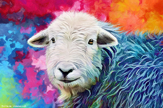 - Herdwick Sheep Art - Art Prints