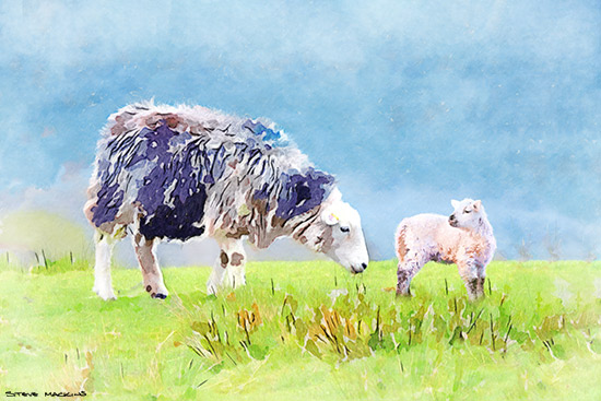 - Herdwick Sheep Art - Art Prints