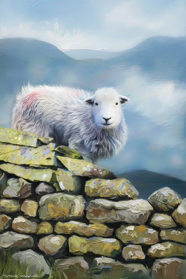 Herdwick Sheep