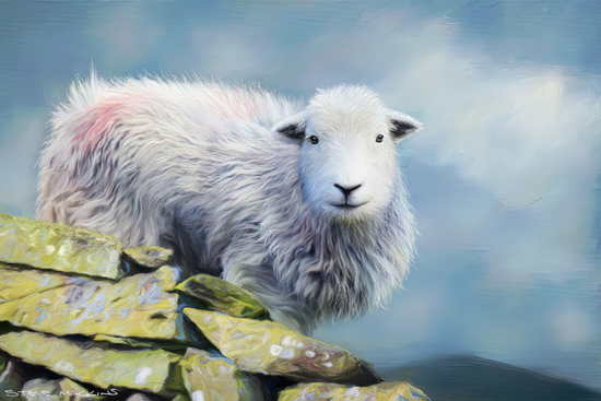 Herdwick Sheep