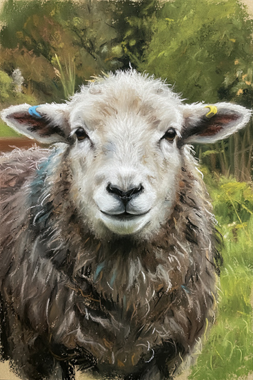 Herdwick Sheep