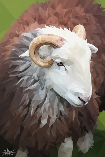 Herdwick Sheep