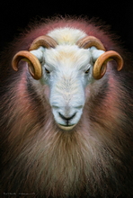 #Herdwick Sheep Art Prints #Herdwick Tups #Herdwick Ewes #Lake District Artist #Lakeland Art Studio #Art Prints #Wall Art Prints #Acrylic Art Prints #Canvas Art Prints #Artwork #Contemporary Prints #Lakeland Office Artwork #Lake district Wall Art #Hotel Wall Art #UK Art Prints #Lake District Art Prints #Artist Cumbria #Aesthetic Art Prints #Black And White Prints #Botanical Art Prints #Cool Wall Art #Luxury Art Prints #Decorative Wall Art #Artwork #Office Art #Lake District #Lakeland Office Artwork #Lake District Art Pictures #Hotel Art Prints #Lake District Wildlife #Large Wall Art Prints #Giclee Prints #Lake District Business Art Prints #British Artwork Prints