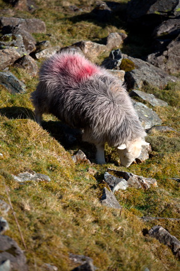 - Herdwick Sheep Art - Lake District Herdwick Sheep, Wildlife & Landscape Prints