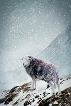 #Herdwick Sheep Art Prints #Herdy #Herdwick Sheep #Art #Lake District Artist #Lakeland Art Studio #Acrylic Art Prints #Aluminium Art Prints #Canvas Art Prints #Glossy Art Prints #Herdwick Sheep Art #Office Art #Lakeland Office Artwork #Lake district Wall Art #Hotel Wall Art #Matt Art Prints #Canvas Art Prints #Cumbria Art Prints #Art Prints #Prints of Pencil Drawings #Abstract Art Prints #Artist Cumbria #Bedroom Wall Decor #Black And White Prints #Vintage Art Prints #Cool Wall Art #Custom Art Prints #Luxury Art Prints #Fine Quality Prints #Nature Art Prints #B&B Art Prints #Wall Art Decor #Lakeland #Hotel Art Prints #Giclee Prints #Photopaper Art Prints #British Artwork Prints