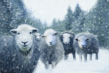 #Herdwick Sheep Art Prints #Herdy #Herdwick Sheep #Herdwick Tups #Herdwick Ewes #Lakeland Art Studio #Art Prints #Aluminium Art Prints #Canvas Art Prints #Glossy Art Prints #Contemporary Prints #Herdwick Sheep Art #Office Art #Lakeland #Lake District #Lakeland Office Artwork #Hotel Wall Art #UK Art Prints #Big Art Prints #Canvas Art Prints #Prints of Oil Paintings #Canvas Art Prints #Modern Wall Decor #Framed Art Prints #Minimalist Wall Art #Artist Cumbria #Gallery Wall Prints #Cool Wall Art #Unique Art Prints #Nature Art Prints #Typography Art Prints #Wall Art Decor #Statement Wall Art #Artwork #Lakeland Office Artwork #Lake District Art Pictures #Hotel Wall Art #Hotel Art Prints #Cumbrian Artist #Box Canvas Art Prints #British Artwork Prints