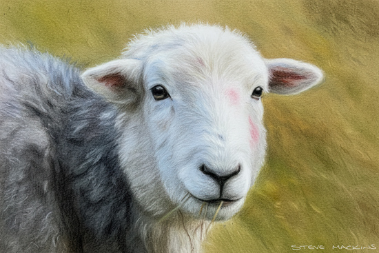 Herdwick Sheep