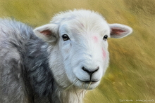 #Herdwick Sheep Art Prints #Herdy #Herdwick Tups #Herdwick Ewes #Art #Lake District Artist #Wall Art Prints #Glossy Art Prints #Artwork #Herdwick Sheep Art #Office Art #Lakeland #Lake District #Lakeland Office Artwork #Hotel Wall Art #Matt Art Prints #UK Art Prints #Lake District Art Prints #Cumbria Art Prints #Canvas Art Prints #Modern Wall Decor #Large Wall Art #Gallery Wall Prints #Office Wall Decor #Living Room Wall Art #Bedroom Wall Decor #Black And White Prints #Botanical Art Prints #Cool Wall Art #Floral Wall Art #Wall Art Decor #Large Wall Art Prints #Hospitality Art Prints #Photopaper Art Prints #British Artwork Prints