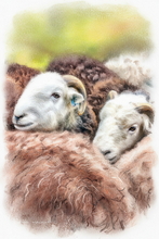 #Herdwick Sheep Art Prints #Herdy #Herdwick Sheep #Herdwick Ewes #Art #Lake District Artist #Lakeland Art Studio #Wall Art Prints #Acrylic Art Prints #Aluminium Art Prints #Canvas Art Prints #Herdy Artwork Prints #Contemporary Prints #Office Art #Lake District #Lakeland Office Artwork #Matt Art Prints #UK Art Prints #Big Art Prints #Canvas Art Prints #Art Prints #Prints of Pencil Drawings #Home Decor Artwork #Gallery Wall Prints #Botanical Art Prints #Vintage Art Prints #Cool Wall Art #Custom Art Prints #Large Wall Art Prints #Luxury Art Prints #Unique Art Prints #Typography Art Prints #Wall Art Decor #Office Art #Lake District Art Pictures #Bed And Breakfast Art Prints #Box Canvas Art Prints #British Artwork Prints