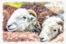 #Herdwick Sheep Art Prints #Herdy #Herdwick Sheep #Herdwick Ewes #Lakeland Art Studio #Art Prints #Wall Art Prints #Canvas Art Prints #Artwork #Herdy Artwork Prints #Herdwick Sheep Art #Lakeland #Lake District #Lakeland Office Artwork #Lake district Wall Art #Hotel Wall Art #UK Art Prints #Big Art Prints #Lake District Art Prints #Canvas Art Prints #Cumbria Art Prints #Prints of Oil Pastel Artworks #Canvas Art Prints #Abstract Art Prints #Minimalist Wall Art #Bedroom Wall Decor #Aesthetic Art Prints #Vintage Art Prints #Cool Wall Art #Custom Art Prints #Unique Art Prints #Floral Wall Art #B&B Art Prints #Wall Art Decor #Premium Art Prints #Artwork #Hotel Art Prints #Lake District Wildlife #Box Canvas Art Prints #Hospitality Art Prints #Cumbria Art Prints #British Artwork Prints
