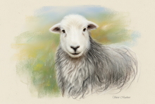 #Herdwick Sheep Art Prints #Herdy #Herdwick Sheep #Herdwick Ewes #Lake District Artist #Lakeland Art Studio #Art Prints #Wall Art Prints #Acrylic Art Prints #Aluminium Art Prints #Canvas Art Prints #Glossy Art Prints #Contemporary Prints #Office Art #Lake District #Lakeland Office Artwork #Lake district Wall Art #Matt Art Prints #Lake District Art Prints #Canvas Art Prints #Cumbria Art Prints #Art Prints #Wall Art #Home Decor Artwork #Digital Art #Large Wall Art #Gallery Wall Prints #Cool Wall Art #Custom Art Prints #Fine Quality Prints #Nature Art Prints #Floral Wall Art #High Resolution Prints #Lakeland Office Artwork #Lake District Art Pictures #Bed And Breakfast Art Prints #Lake District Wildlife #Cumbrian Artist #Box Canvas Art Prints #Cumbria Art Prints #British Artwork Prints