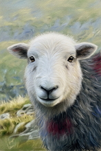 #Herdwick Sheep Art Prints #Herdwick Sheep #Herdwick Tups #Lake District Artist #Lakeland Art Studio #Wall Art Prints #Acrylic Art Prints #Aluminium Art Prints #Glossy Art Prints #Herdy Artwork Prints #Herdwick Sheep Art #Office Art #Lakeland #Lake District #UK Art Prints #Big Art Prints #Lake District Art Prints #Canvas Art Prints #Cumbria Art Prints #Art Prints #Prints of Pencil Drawings #Fine Art Prints #Modern Wall Decor #Framed Art Prints #Abstract Art Prints #Contemporary Art Prints #Artist Cumbria #Living Room Wall Art #Decorative Wall Art #Wall Art Decor #High Resolution Prints #Wildlife Art #Lakeland #Lake District #Hotel Wall Art #Box Canvas Art Prints #British Artwork Prints
