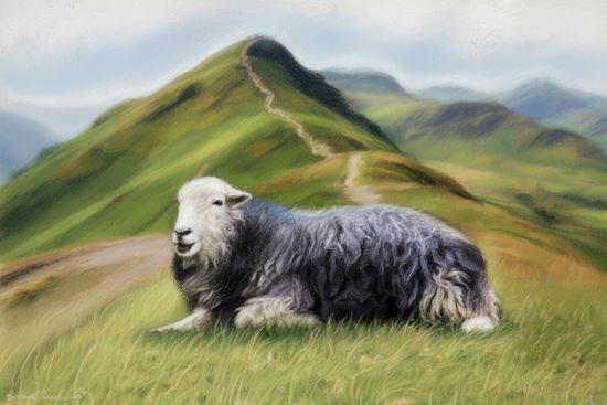 Herdwick Sheep