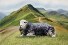 #Herdwick Sheep Art Prints #Herdy #Herdwick Tups #Herdwick Ewes #Lake District Artist #Wall Art Prints #Aluminium Art Prints #Canvas Art Prints #Artwork #Contemporary Prints #Herdwick Sheep Art #Office Art #Lakeland #Lake District #Lake district Wall Art #Hotel Wall Art #Matt Art Prints #UK Art Prints #Lake District Art Prints #Wall Art #Air B&B Art Prints #Large Wall Art #Gallery Wall Prints #Bedroom Wall Decor #Vintage Art Prints #Cool Wall Art #Large Wall Art Prints #Luxury Art Prints #Unique Art Prints #Floral Wall Art #B&B Art Prints #Wall Art Decor #Artistic Prints #Wildlife Art #Office Art #Lake District Art Pictures #Cumbrian Artist #Box Canvas Art Prints #British Artwork Prints